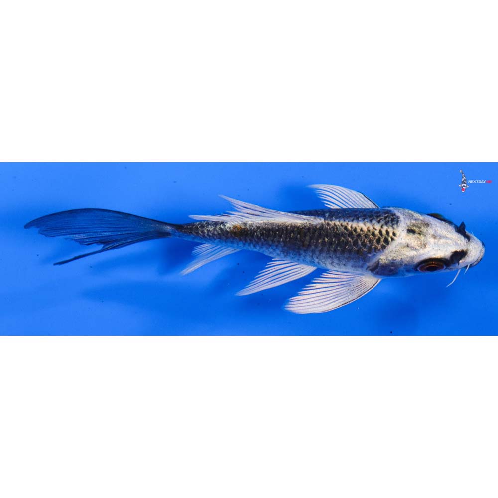 4” Imported Gin Matsuba Butterfly Koi