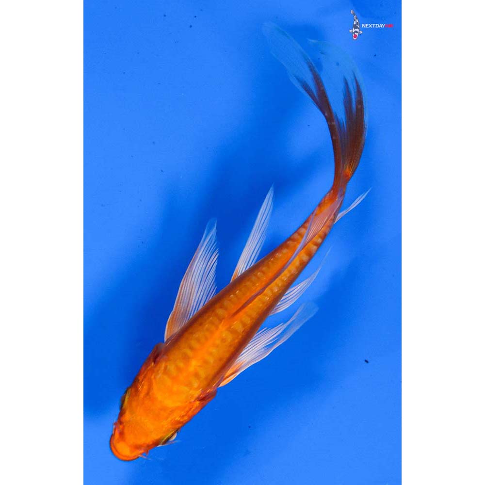 4” Imported Doitsu Orenji Ogon Butterfly Koi