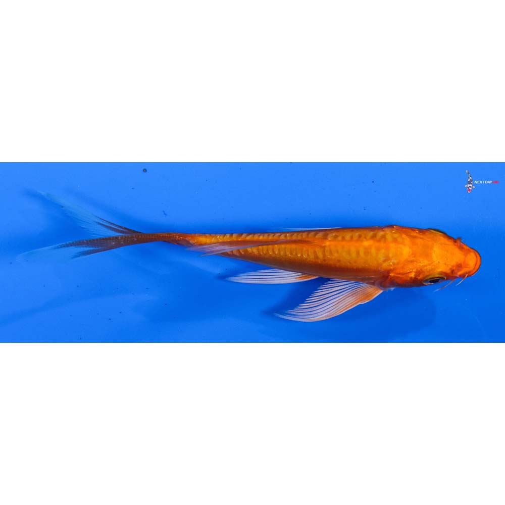4” Imported Doitsu Orenji Ogon Butterfly Koi
