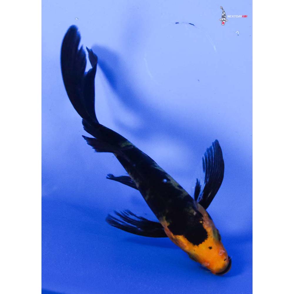 4” Imported Aka Bekko Butterfly Koi