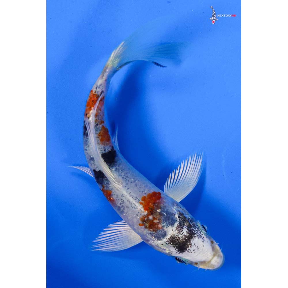 4” Imported Heisei Nishiki Butterfly Koi