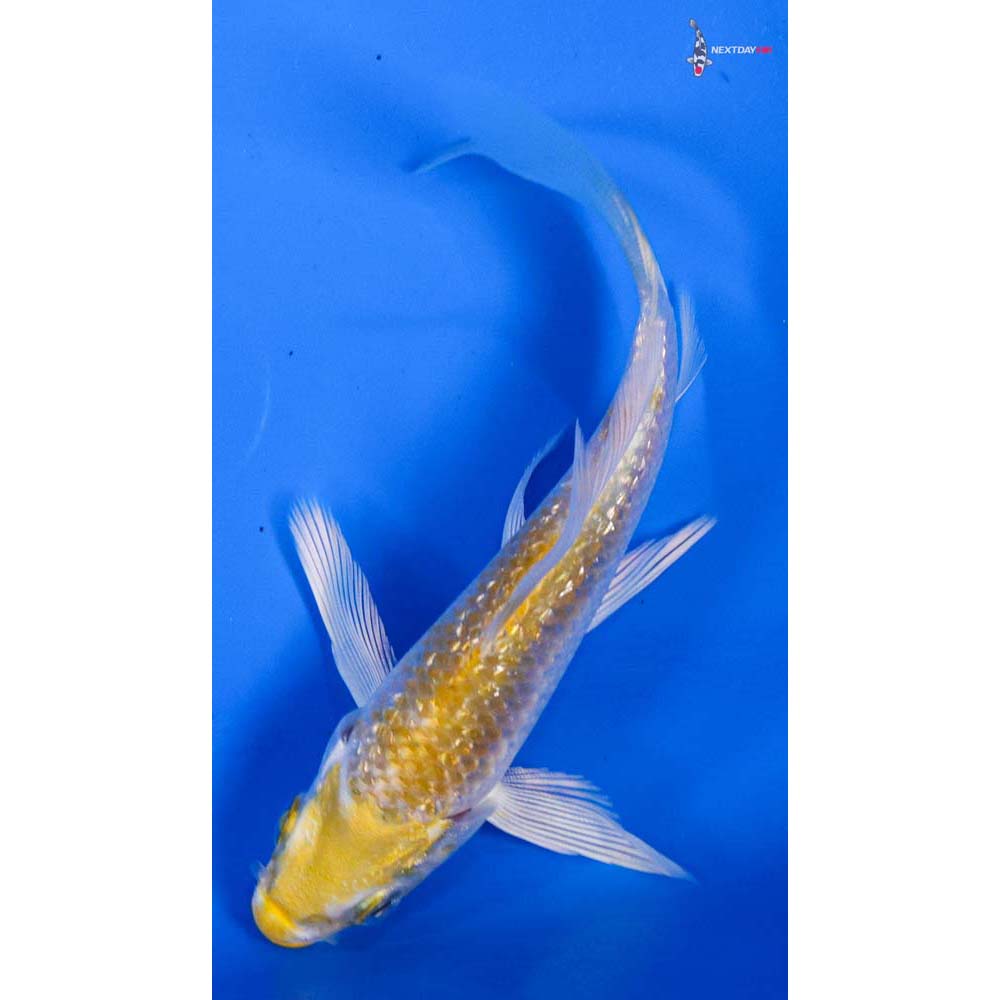4” Imported Gin Rin Lemon Hariwake Butterfly Koi