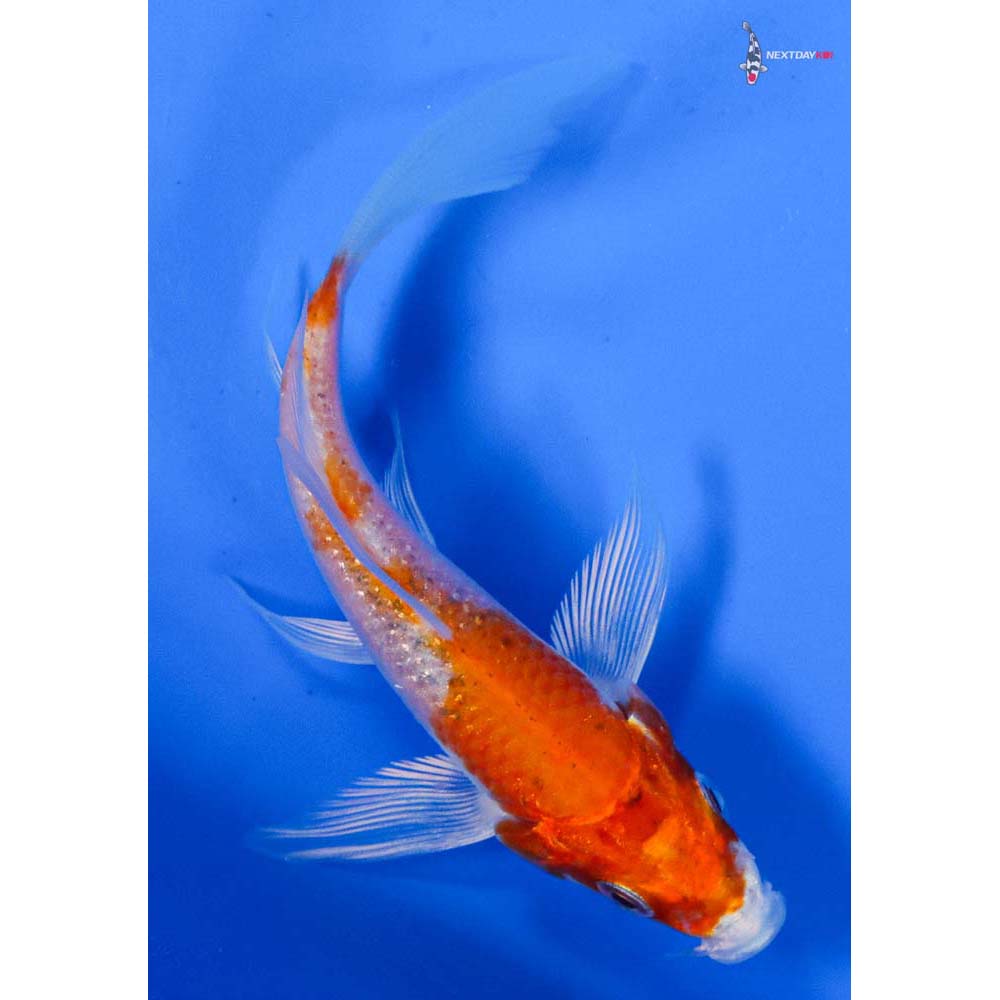 4” Imported Hariwake Butterfly Koi