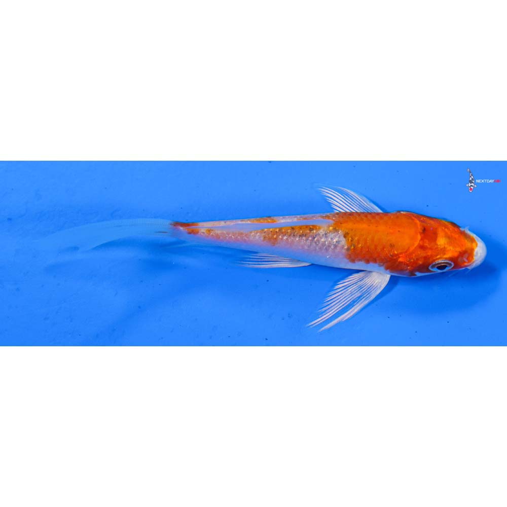 4” Imported Hariwake Butterfly Koi