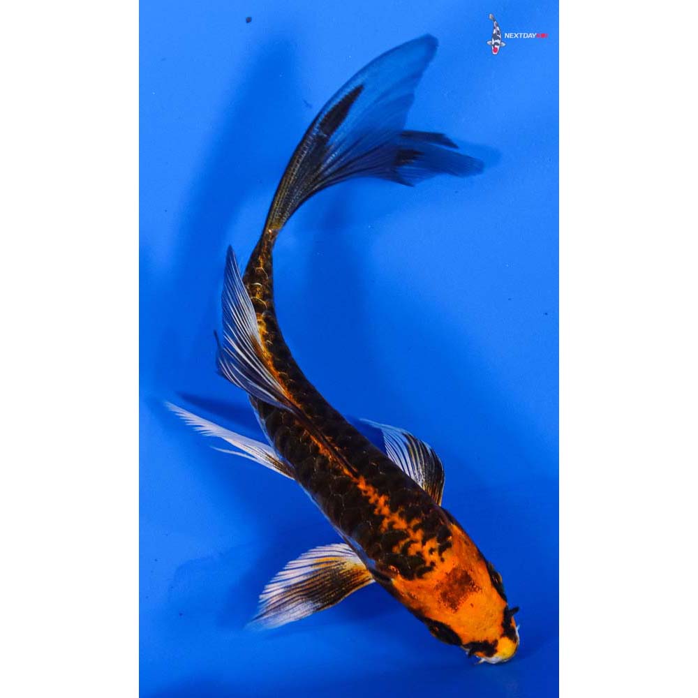 4.5” Imported Armor Scaled Kujaku Butterfly Koi