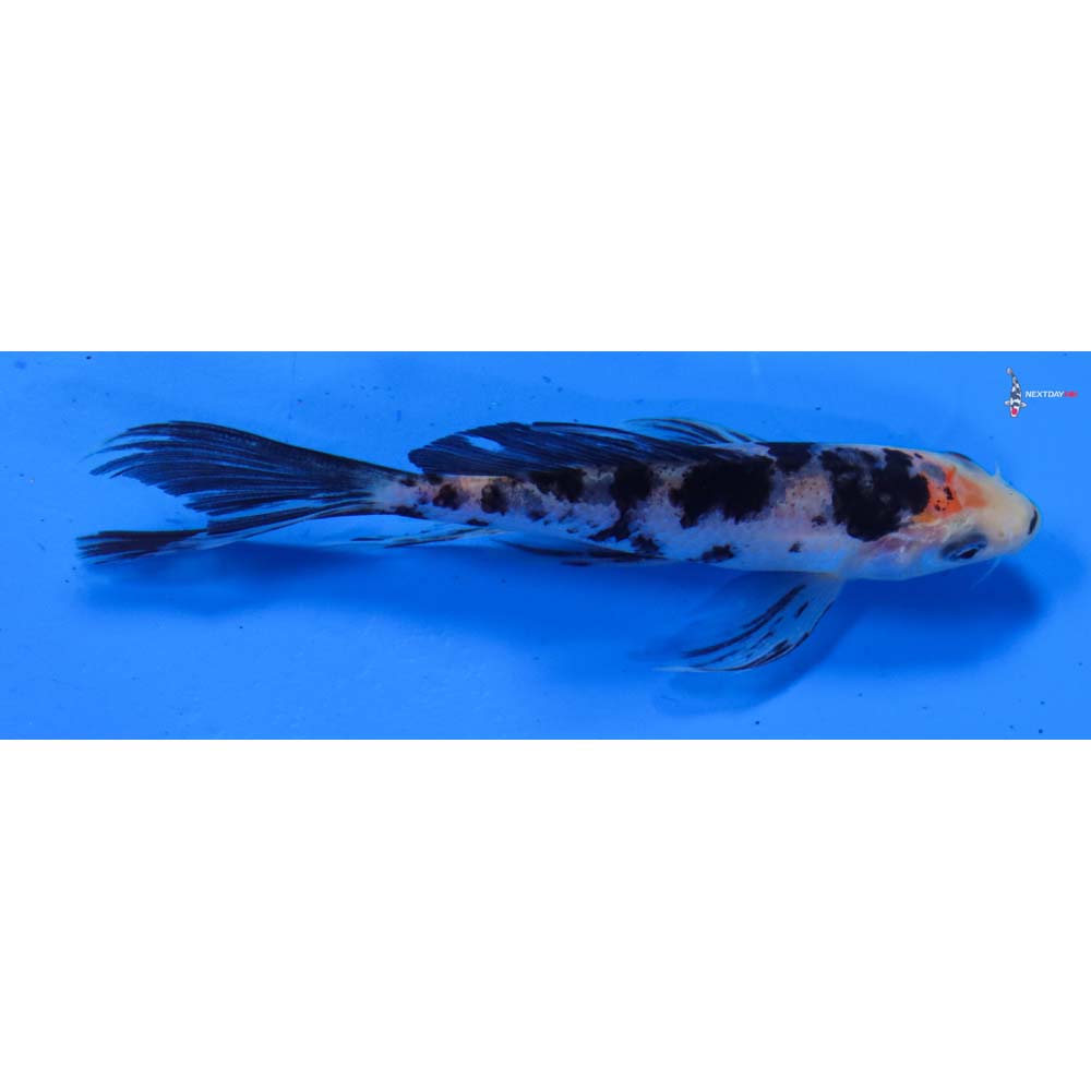 4.5” Imported Sanke Butterfly Koi