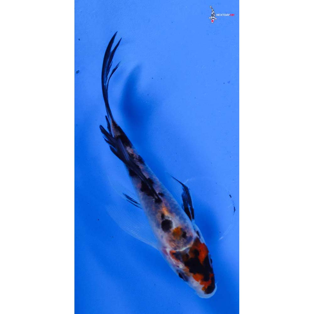 4” Imported Sanke Butterfly Koi