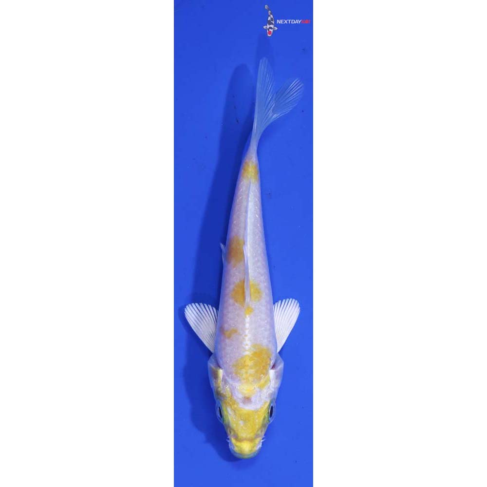 3.5” Imported Lemon Hariwake
