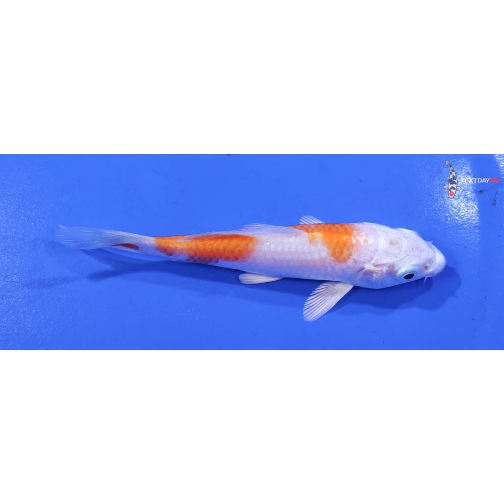 4” Imported Hariwake