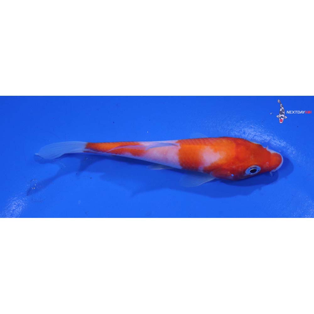 4” Imported Kohaku