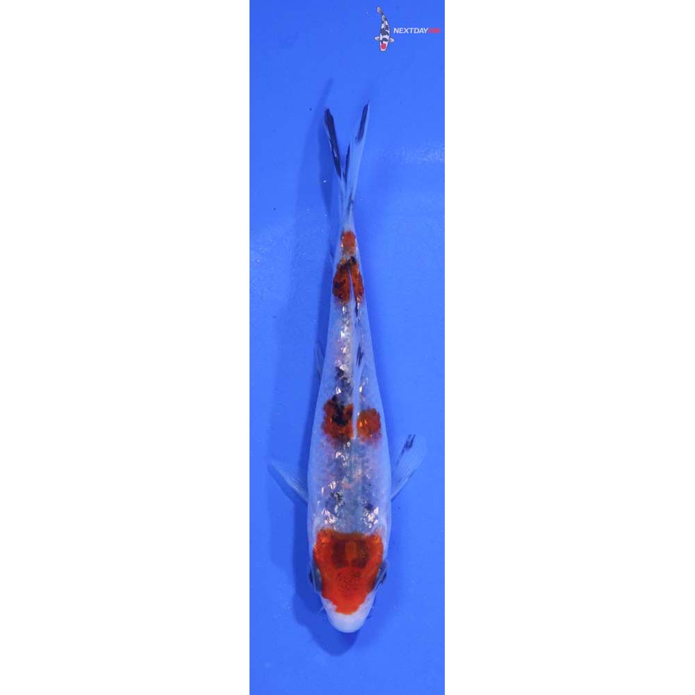 4.5” Imported Gin Rin Sanke