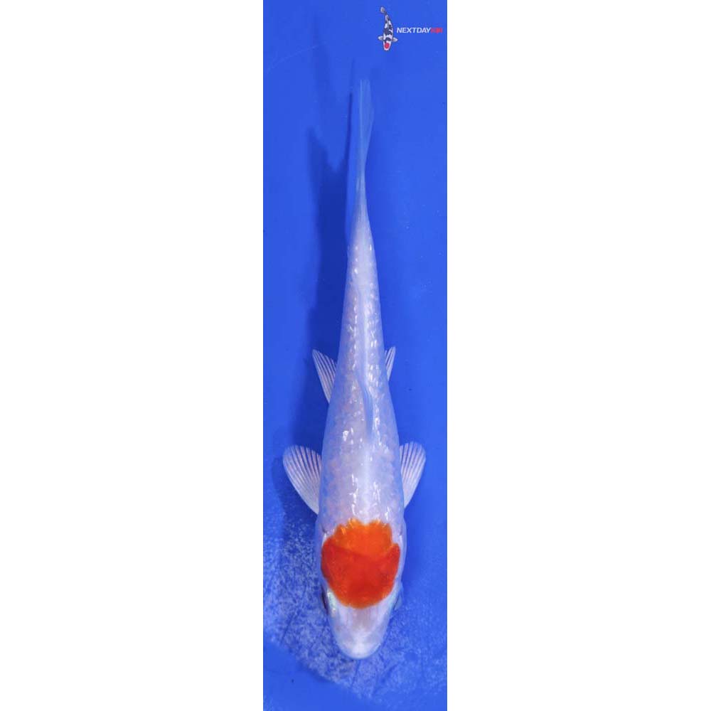 4.5” Imported Gin Rin Hariwake