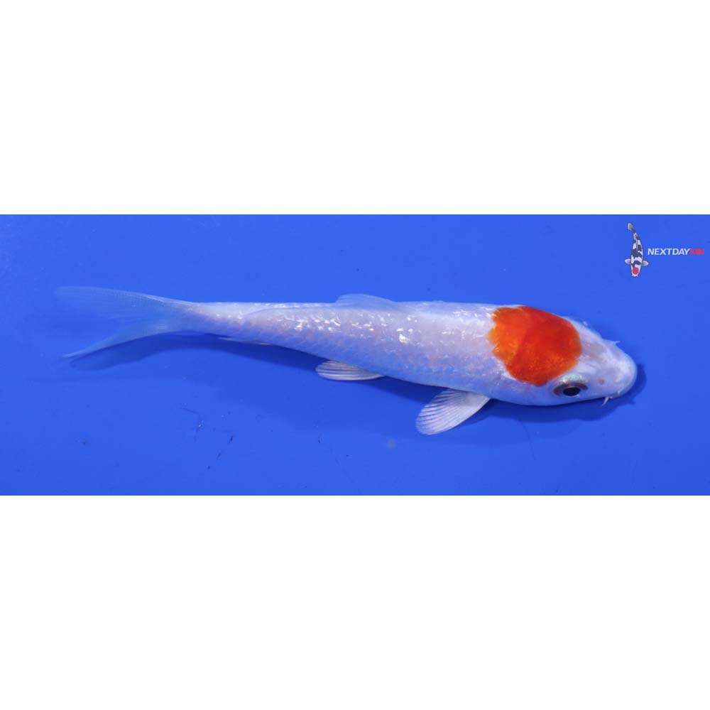4.5” Imported Gin Rin Hariwake