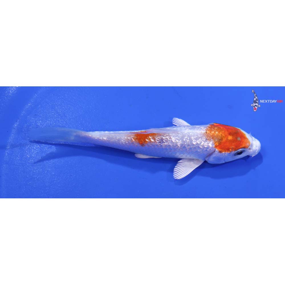 3.5” Imported Gin Rin Hariwake