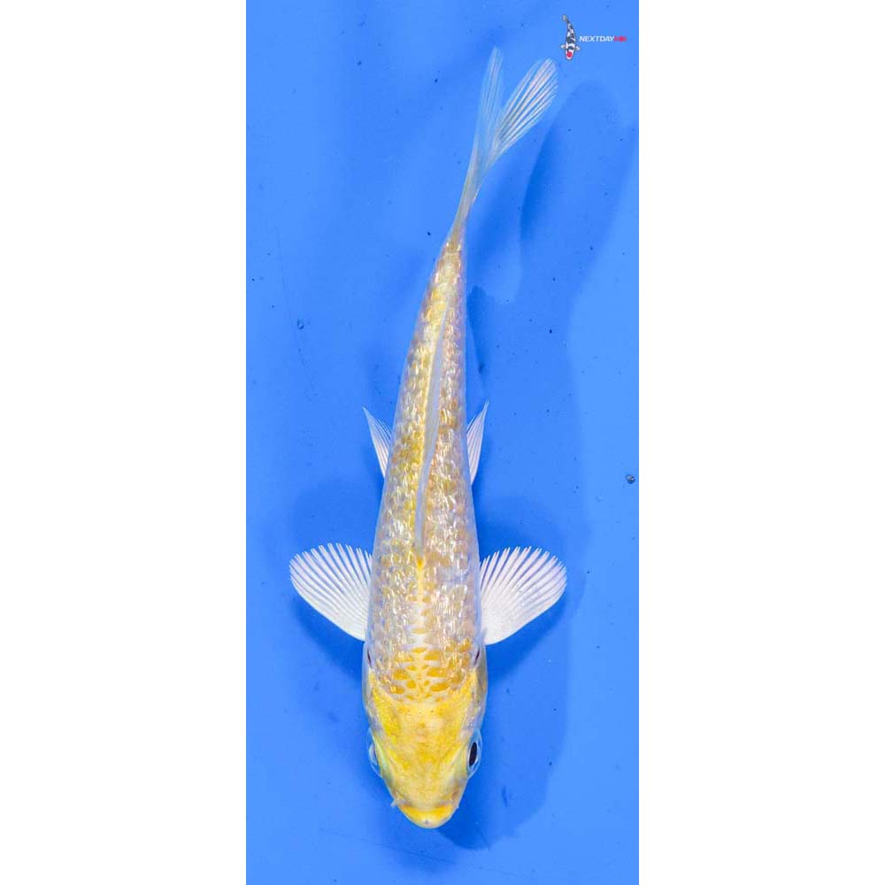 4” Imported Gin Rin Lemon Hariwake