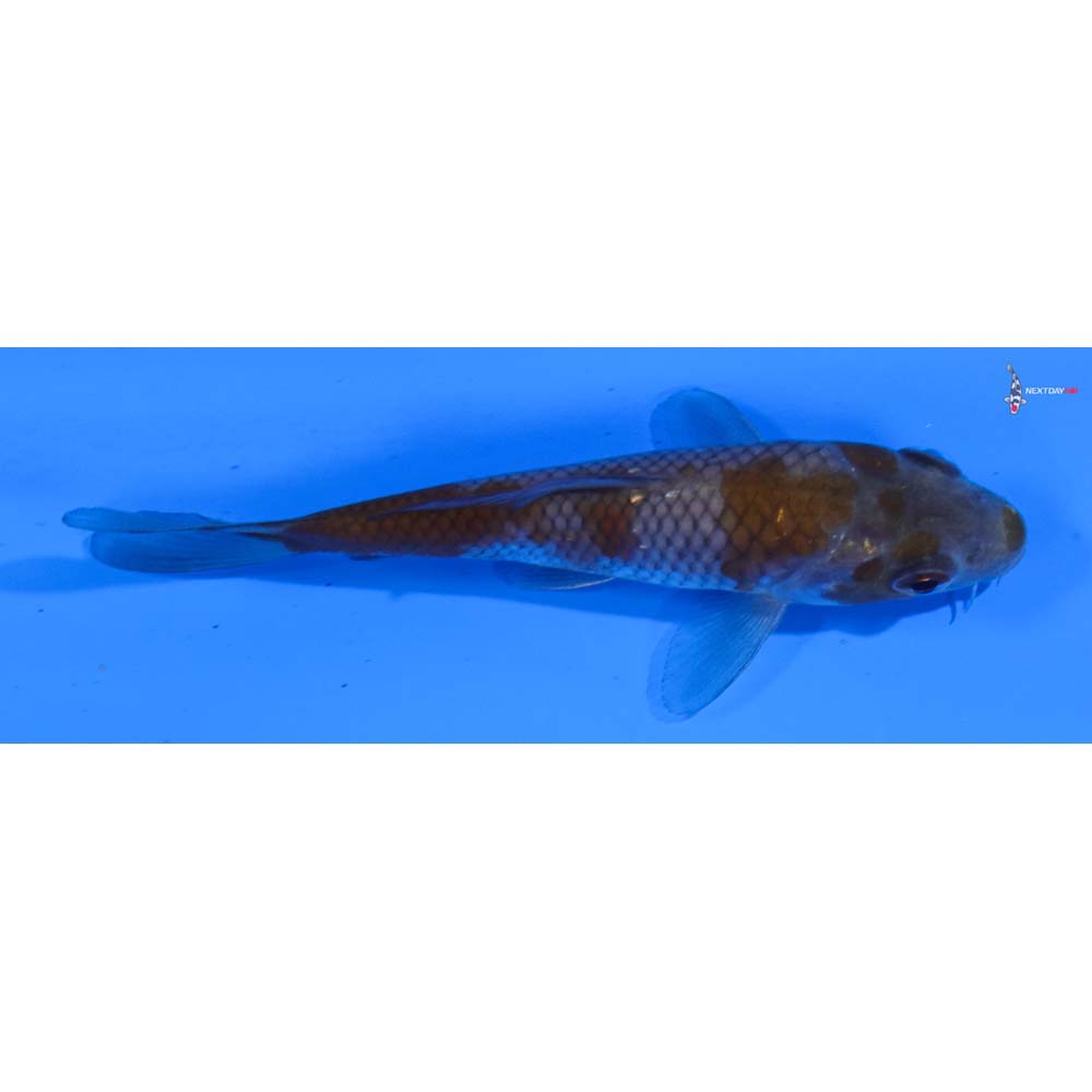 4” Imported Ochiba Shigure