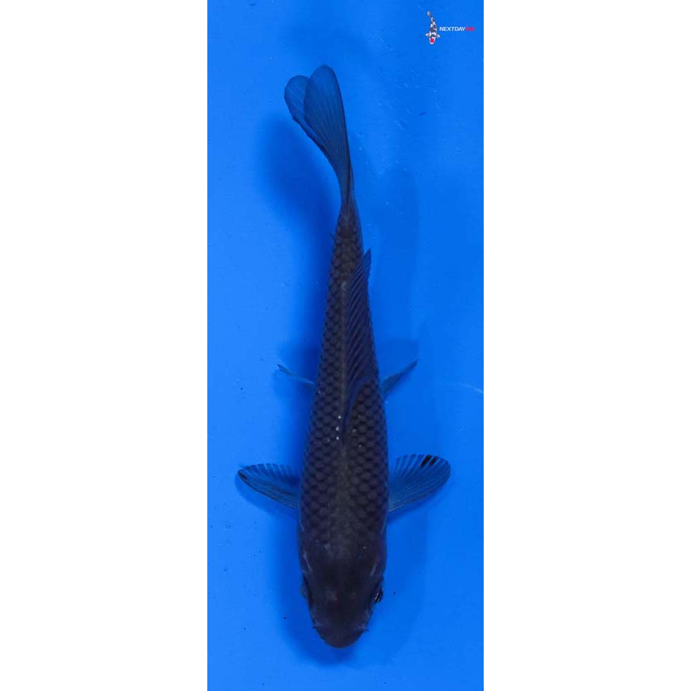 4” Imported Soragoi