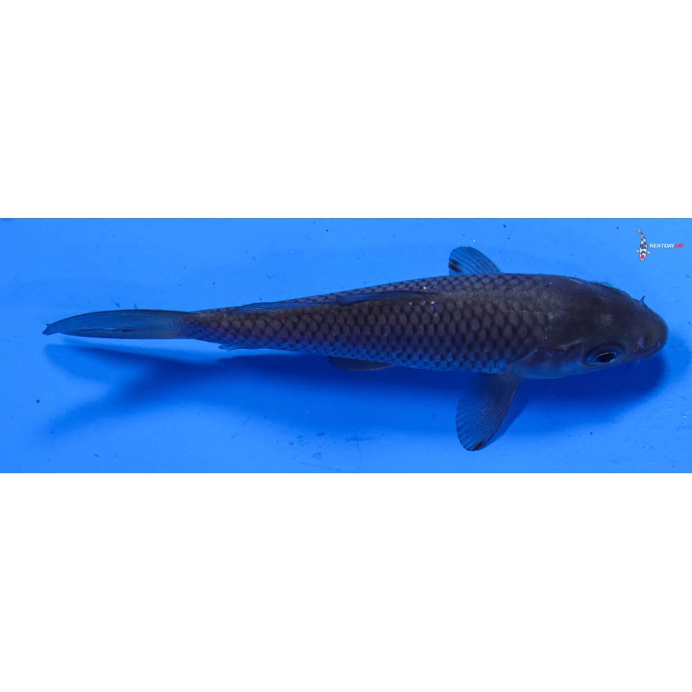 4” Imported Soragoi