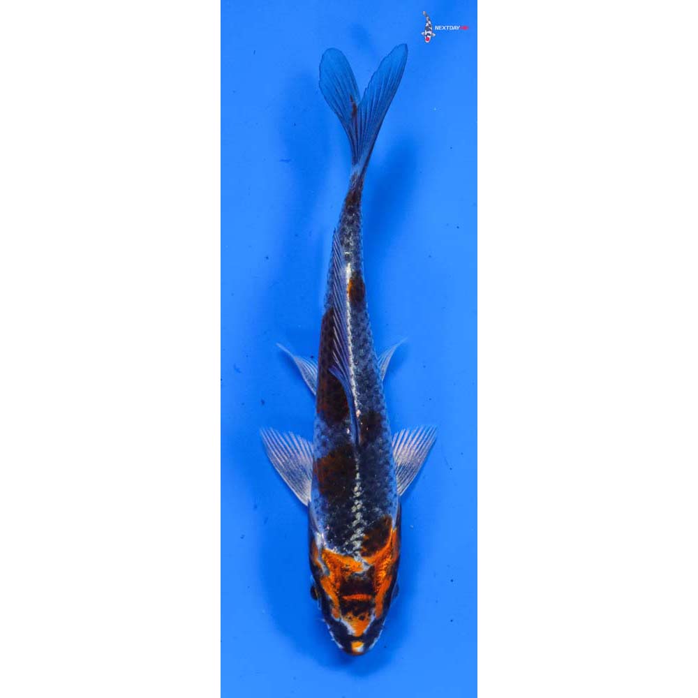 4” Imported Kujaku