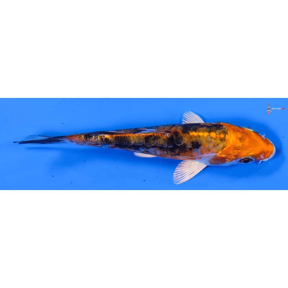 4.5” Imported Heisei Nishiki