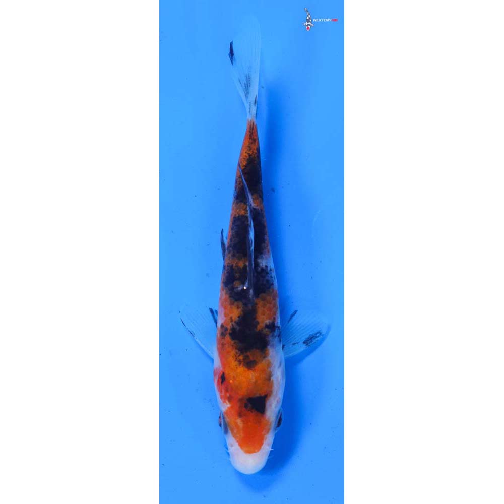 4.5” Imported Sanke