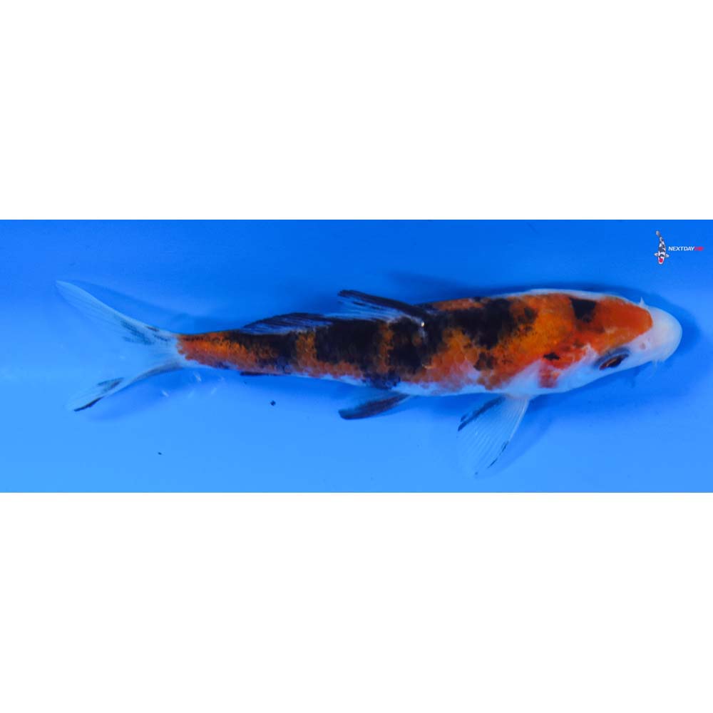 4.5” Imported Sanke