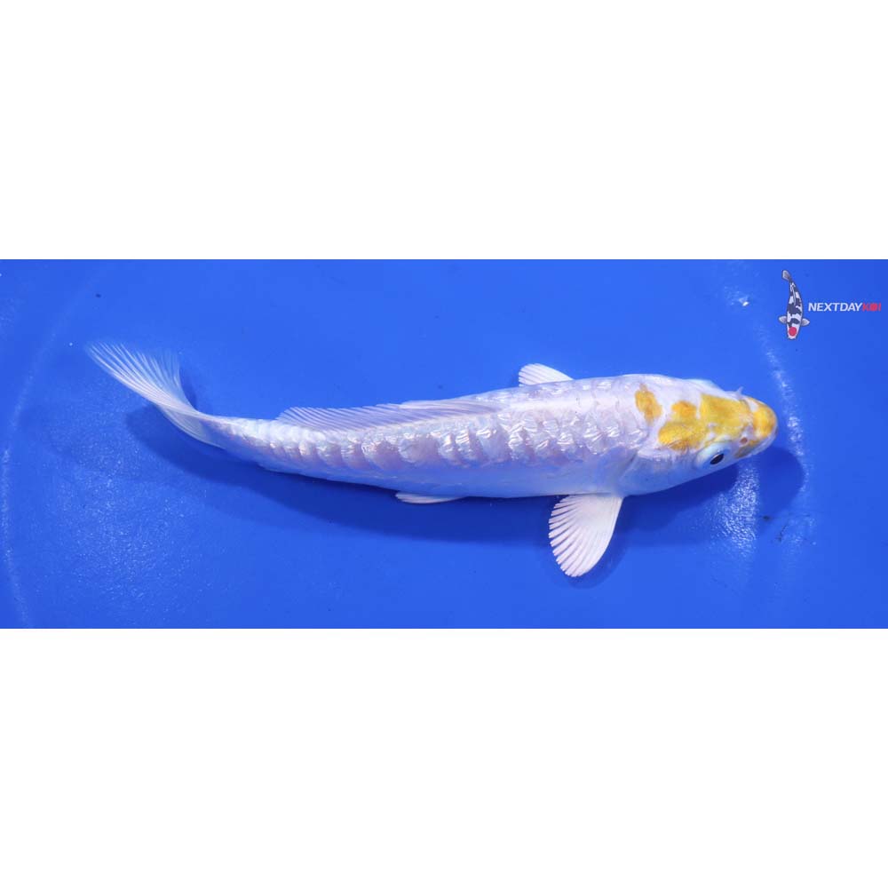 5” Imported Doitsu Gin Rin Lemon Hariwake