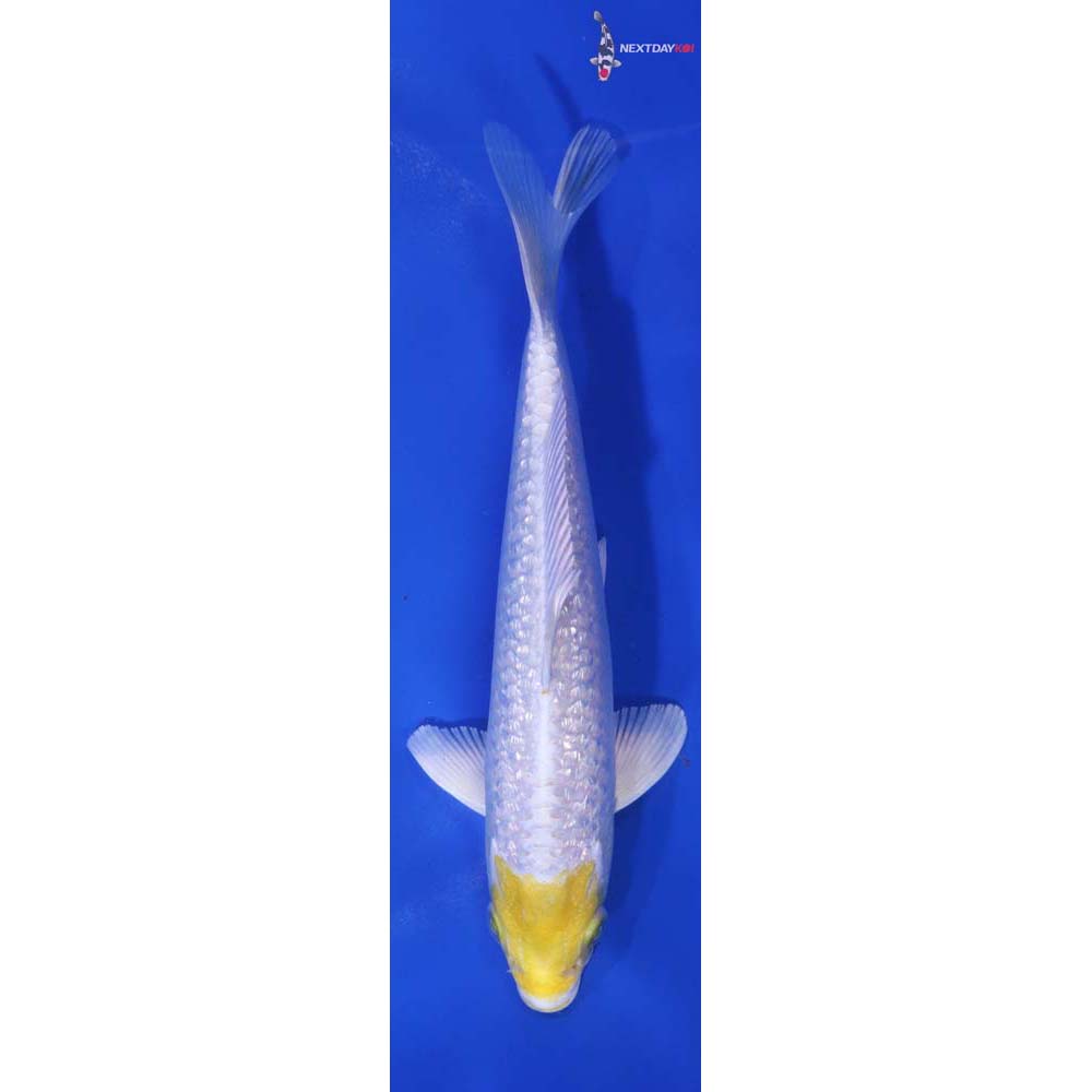 5.5” Imported Gin Rin Lemon Hariwake