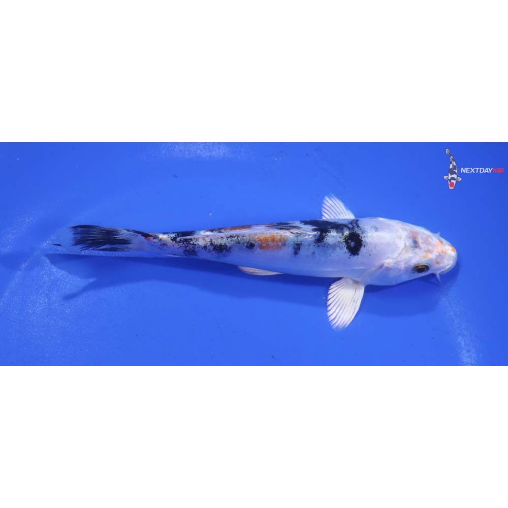 5.5” Imported Heisei Nishiki