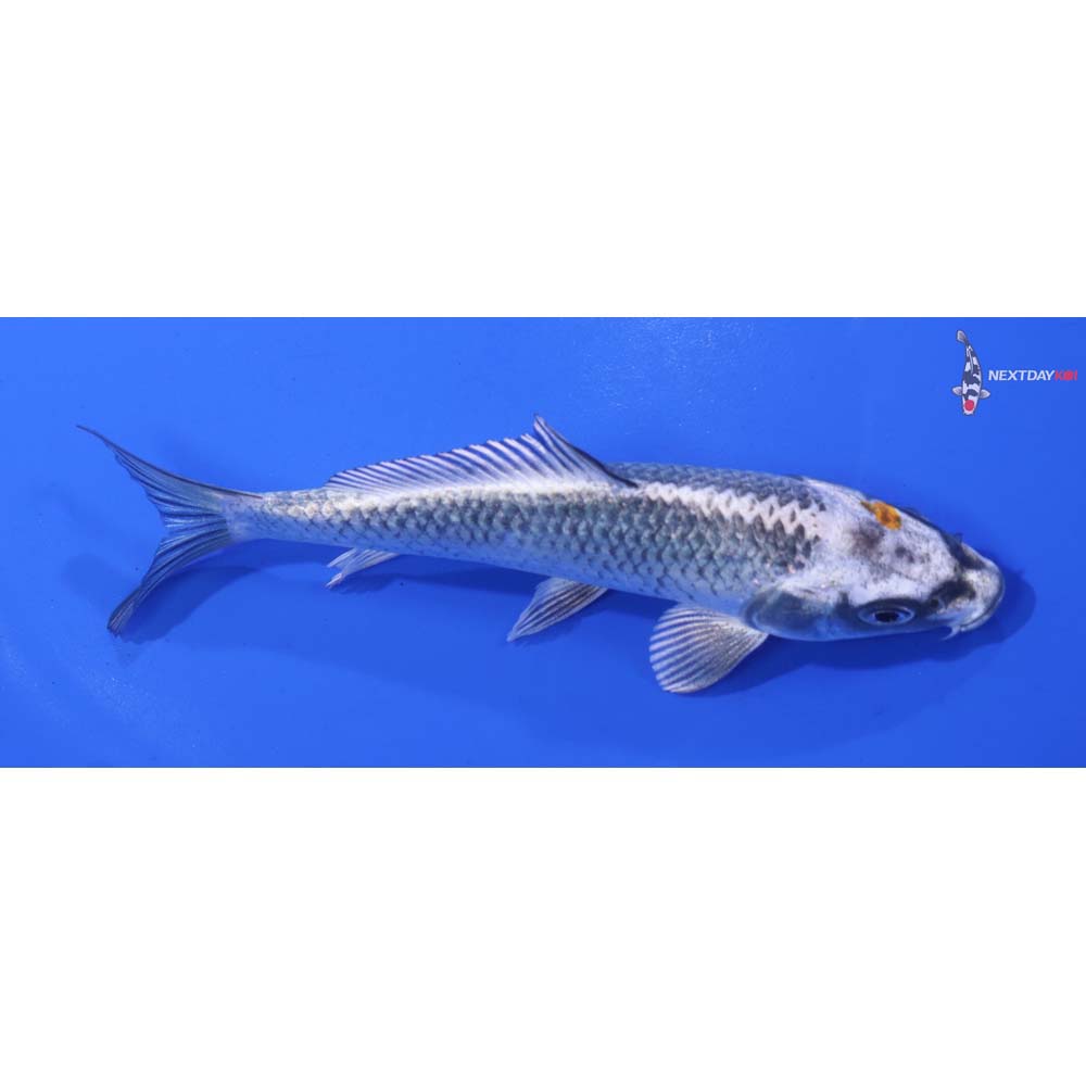 5.5” Imported Kujaku