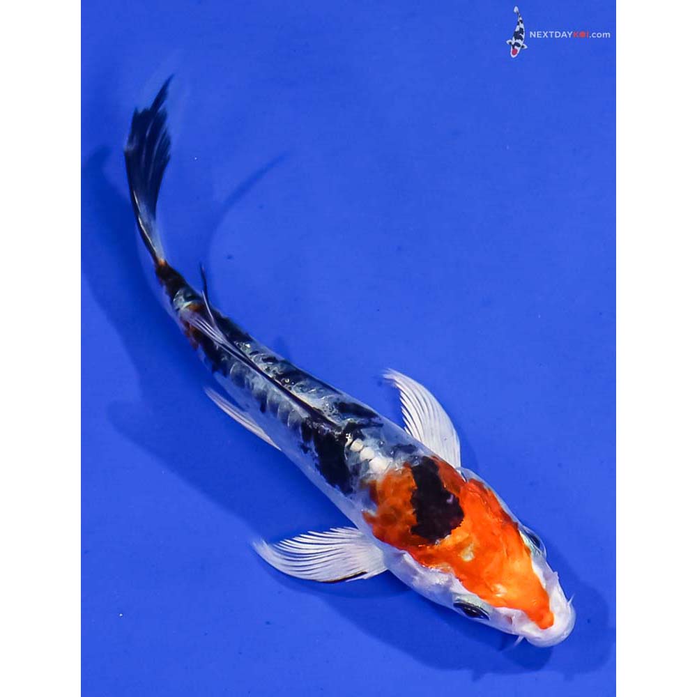 4” Imported Heisei Nishiki Butterfly Koi