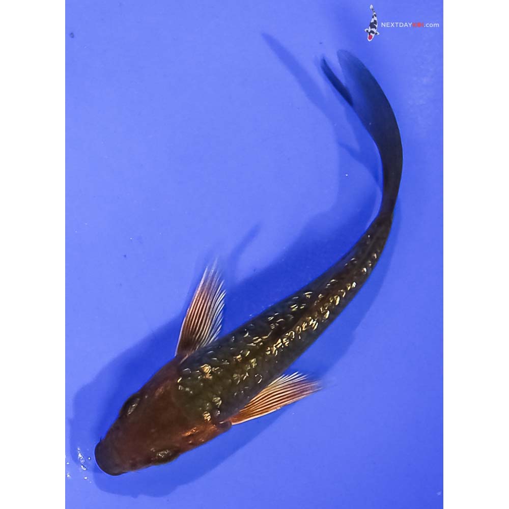 4” Imported Gin Rin Chagoi Butterfly Koi