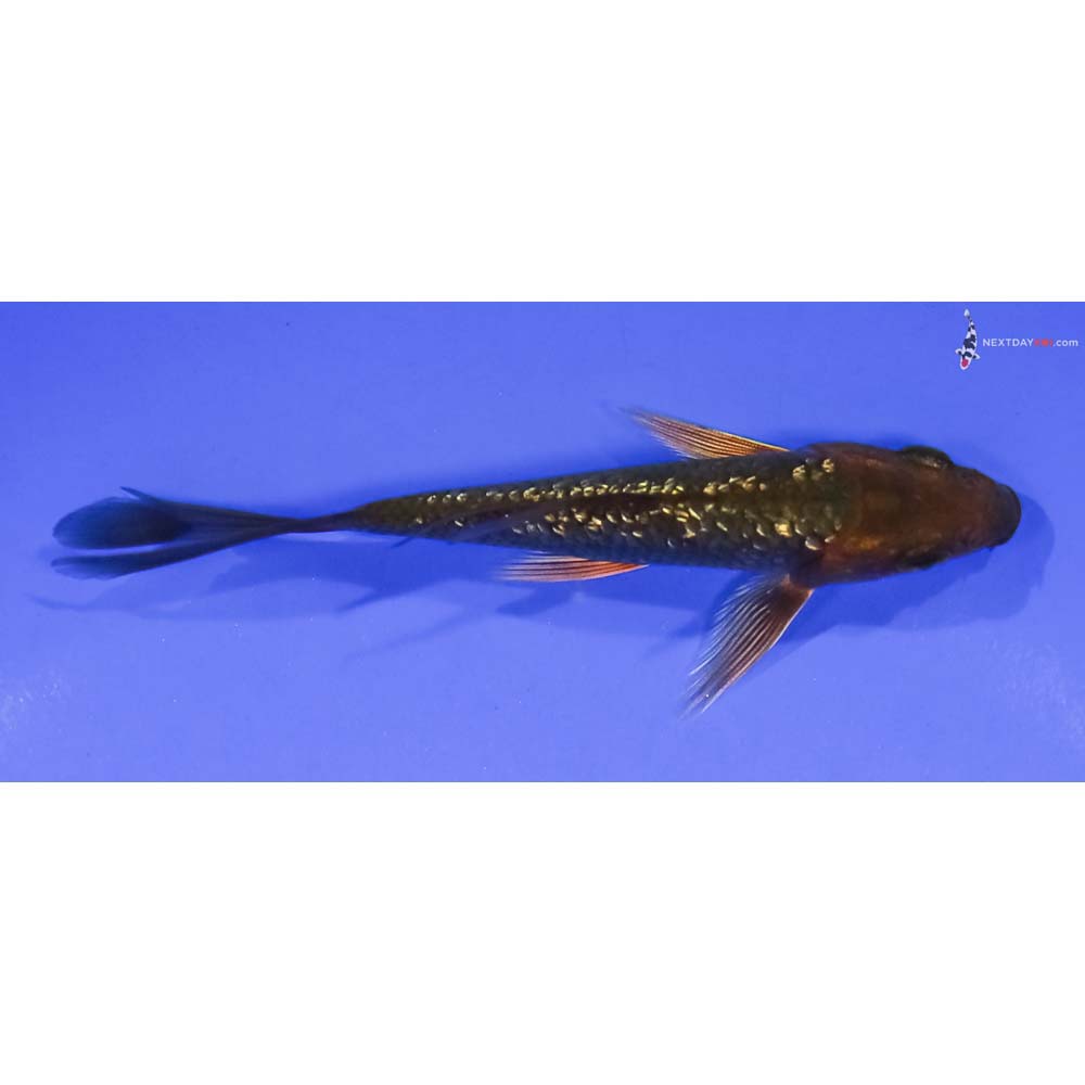 4” Imported Gin Rin Chagoi Butterfly Koi