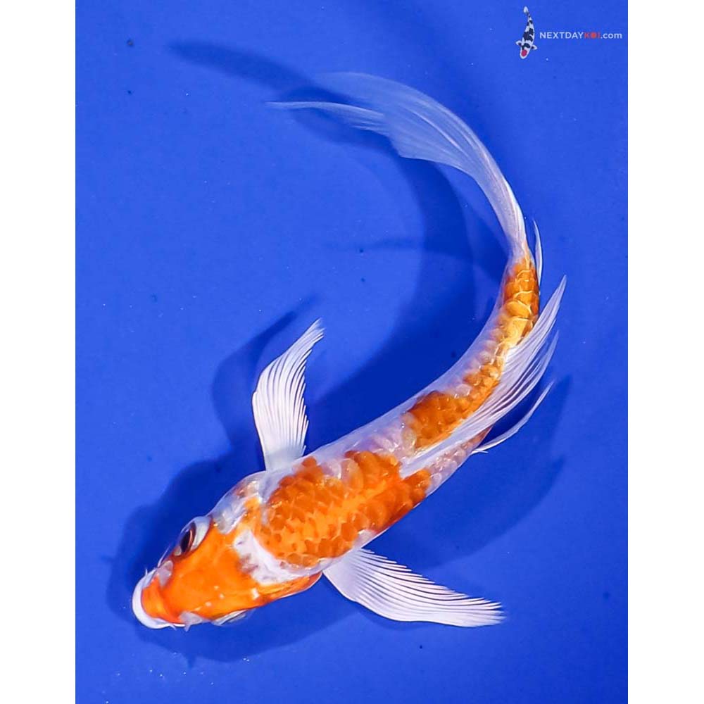 4.5” Imported Armor Scaled Hariwake Butterfly Koi