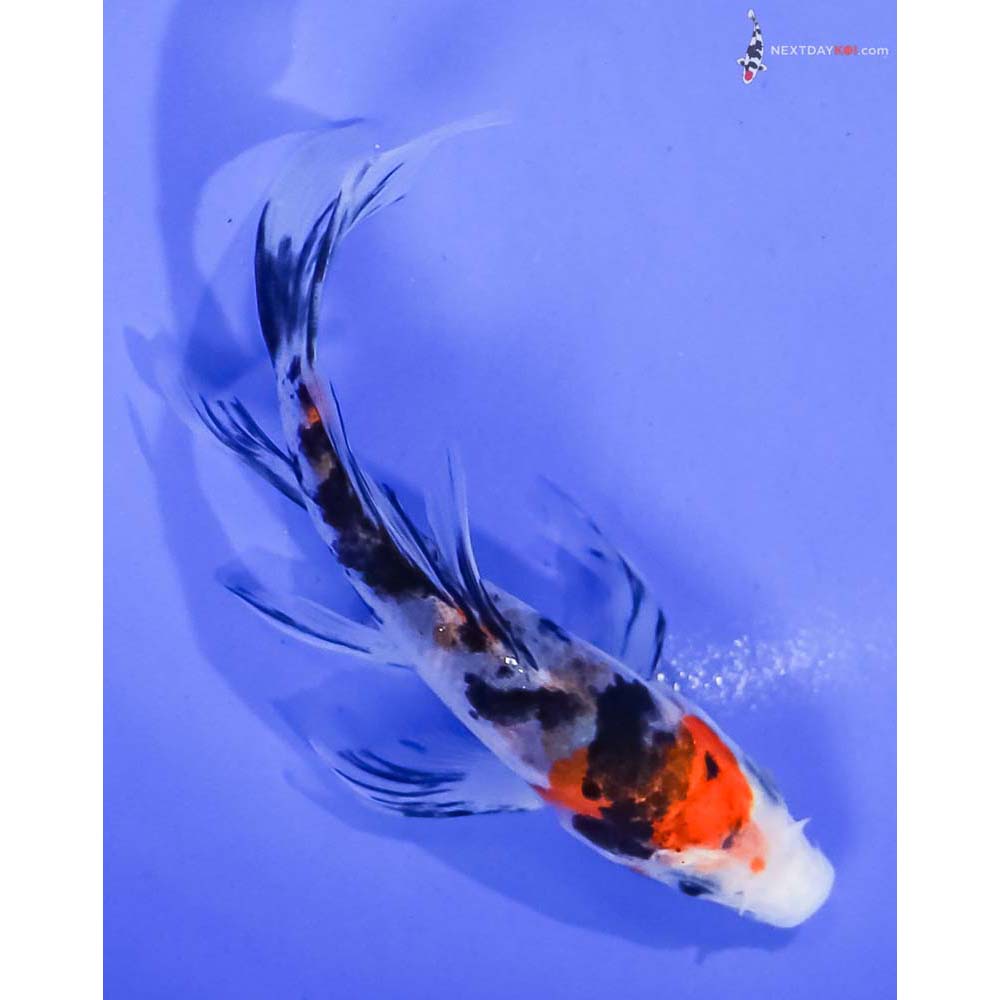 4” Imported Sanke Butterfly Koi
