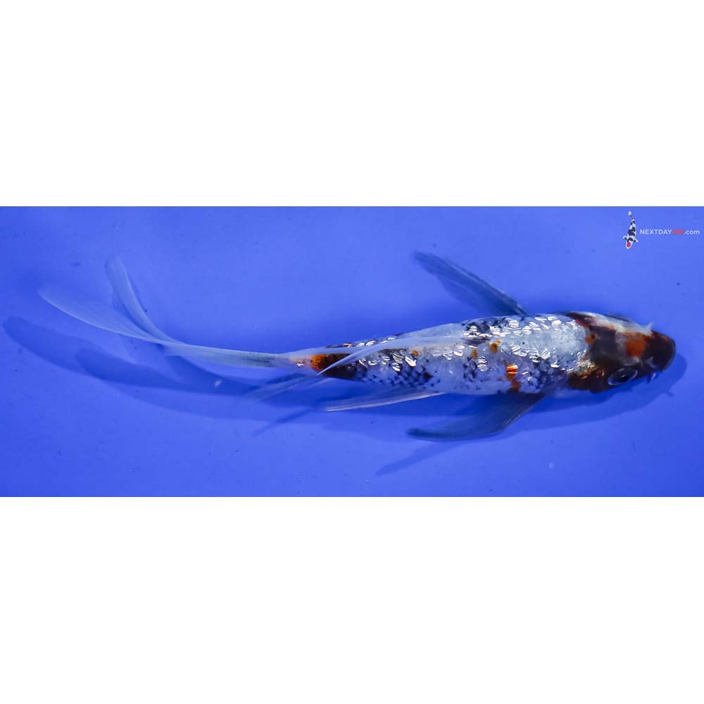 4.5” Imported Gin Rin Showa Butterfly Koi