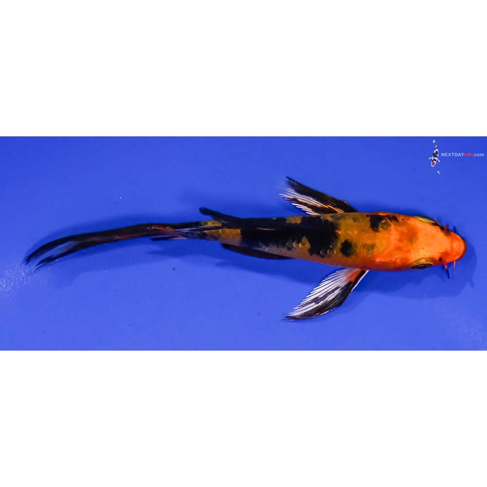4.5” Imported Kin Aka Bekko Butterfly Koi