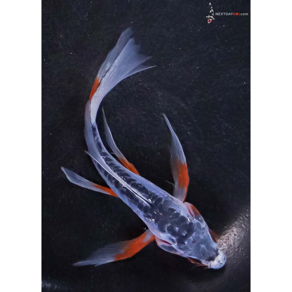 4.5” Imported Shusui Butterfly Koi