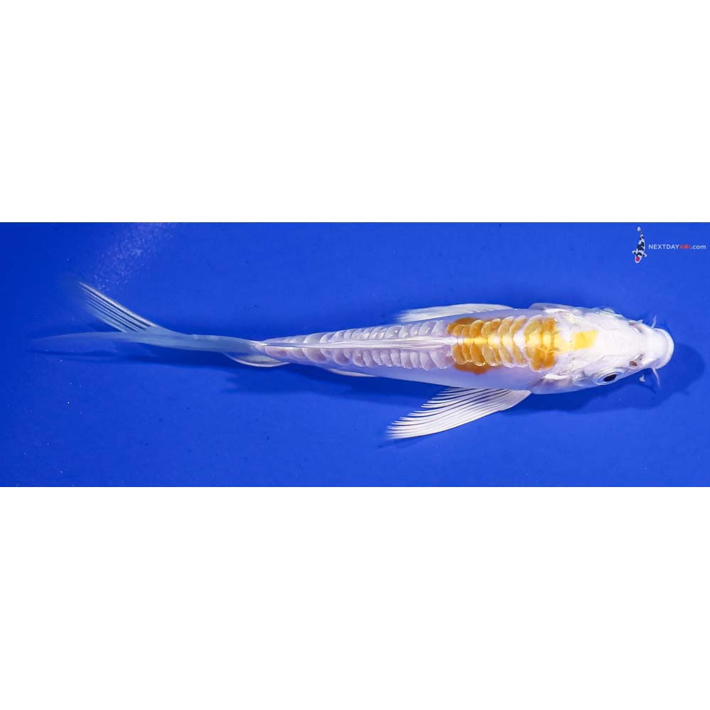5” Imported Doitsu Lemon Hariwake Butterfly Koi