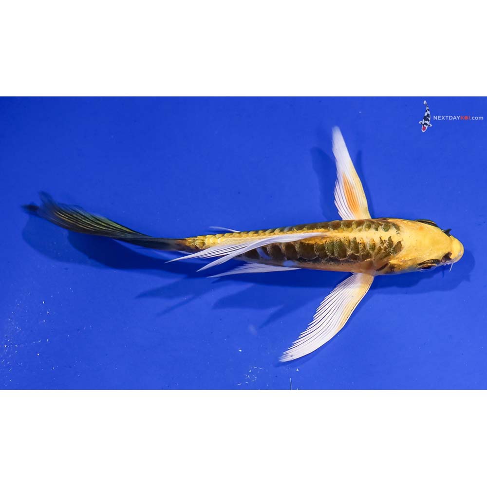 5” Imported Kin Kikokuryu Butterfly Koi