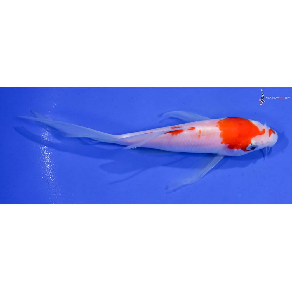 5.5” Imported Kohaku Butterfly Koi