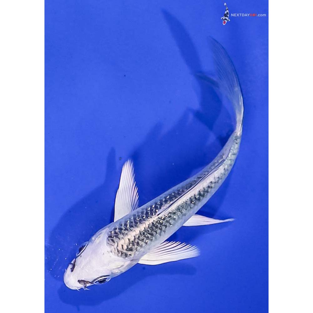 4” Imported Gin Matsuba Butterfly Koi