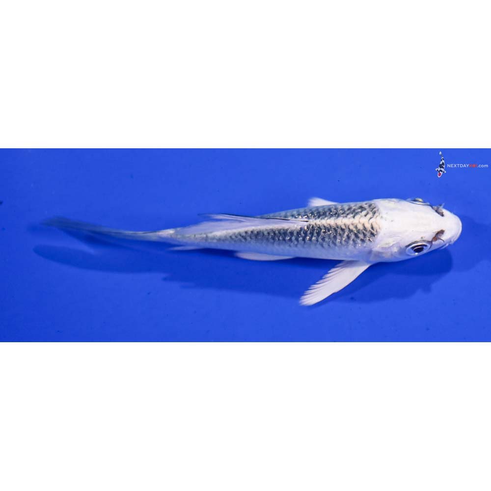 4” Imported Gin Matsuba Butterfly Koi