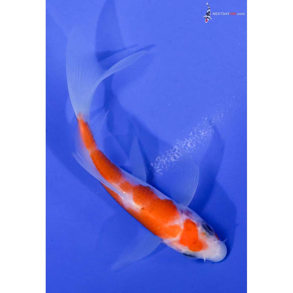 4” Imported Kohaku Butterfly Koi
