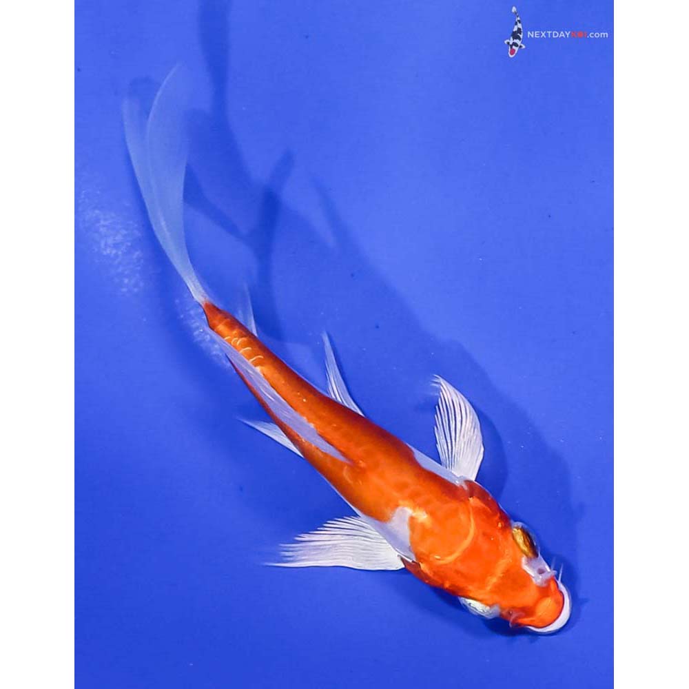 4” Imported Kikusui Butterfly Koi