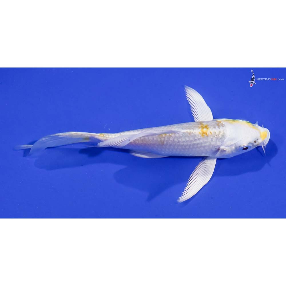 4” Imported Lemon Hariwake Butterfly Koi