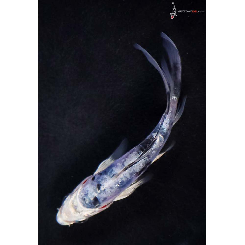4.5” Imported Doitsu Blue Gin Shiro Bekko Butterfly Koi