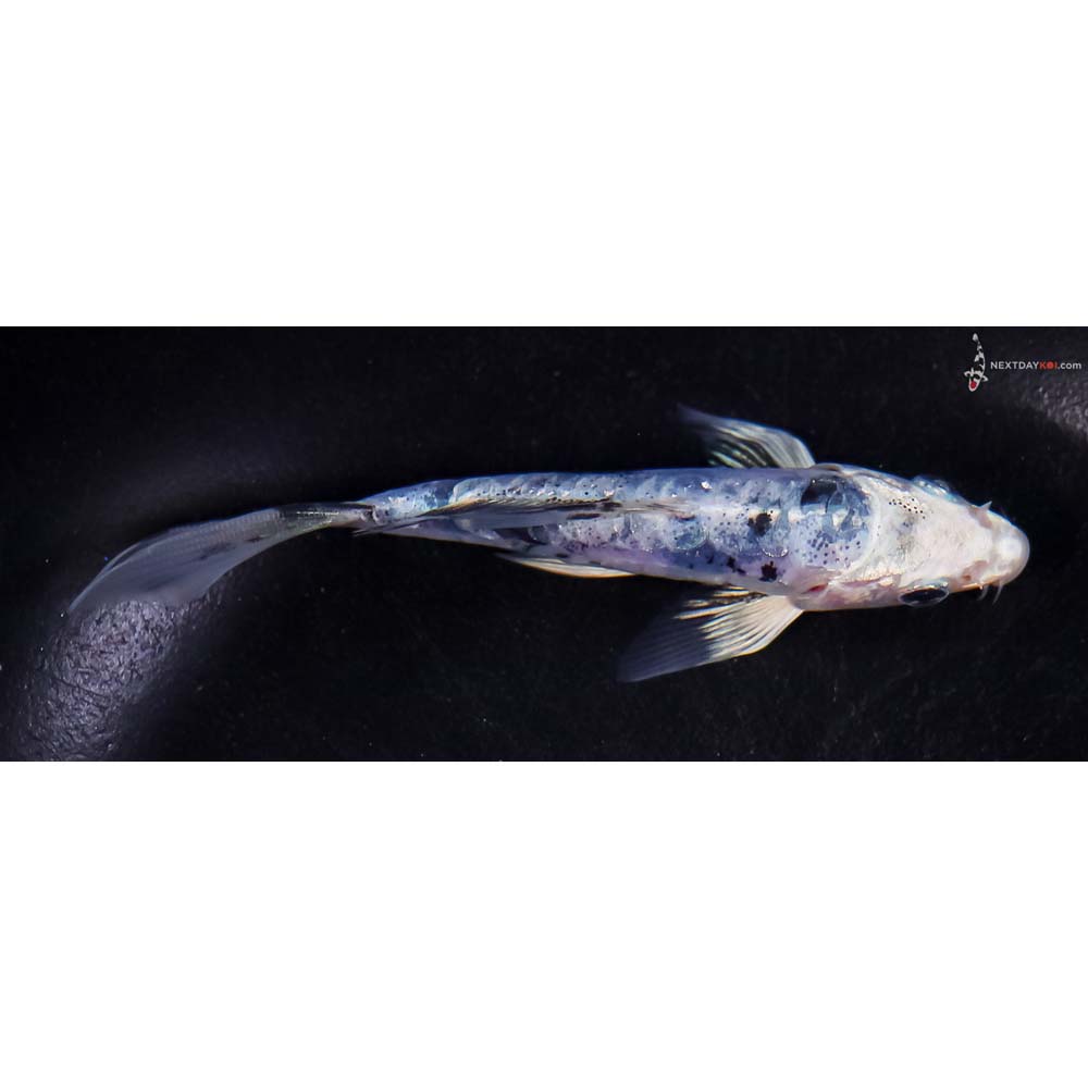 4.5” Imported Doitsu Blue Gin Shiro Bekko Butterfly Koi