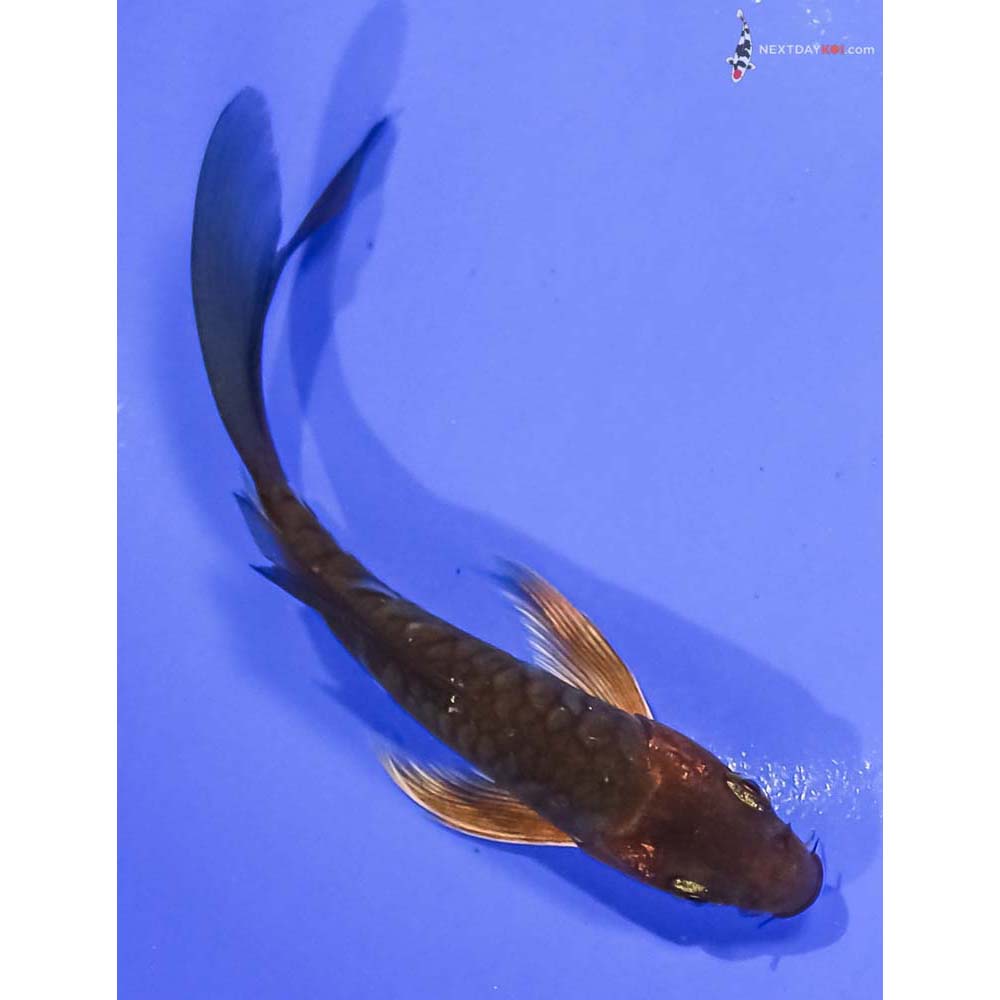 5” Imported Armor Scaled Chagoi Butterfly Koi