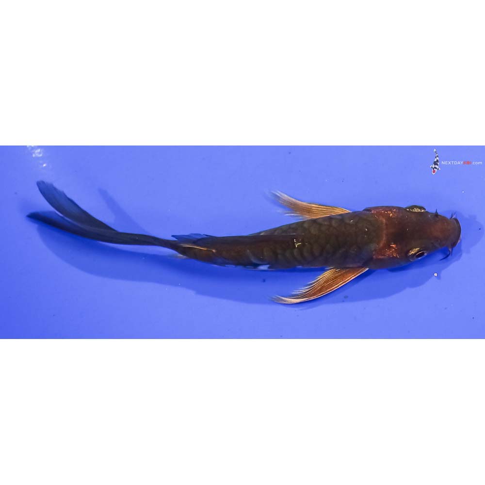 5” Imported Armor Scaled Chagoi Butterfly Koi
